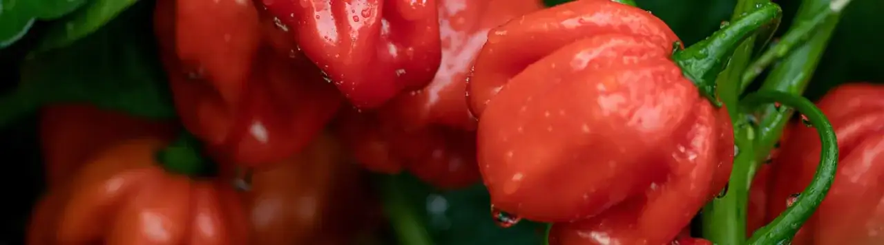 Jak uprawiać paprykę: skuteczne metody na zdrowe plony w ogrodzie