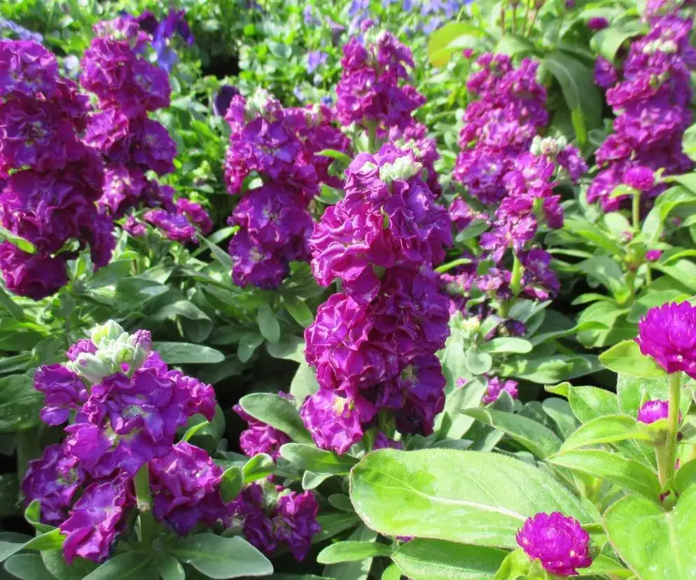 Lewkonie: Kiedy sadzić do gruntu? Sekrety bujnego kwitnienia!