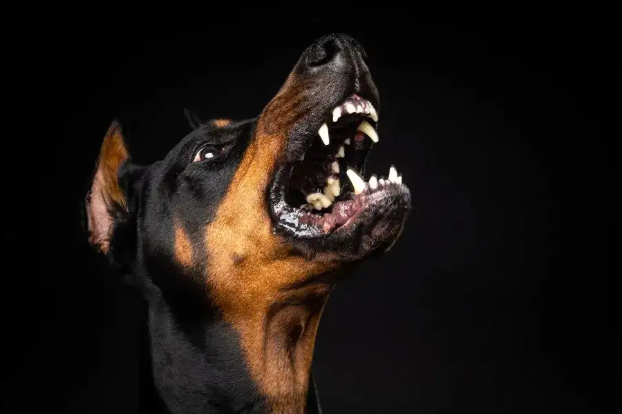 Agresywny pies? Skuteczna obrona: techniki i legalne środki