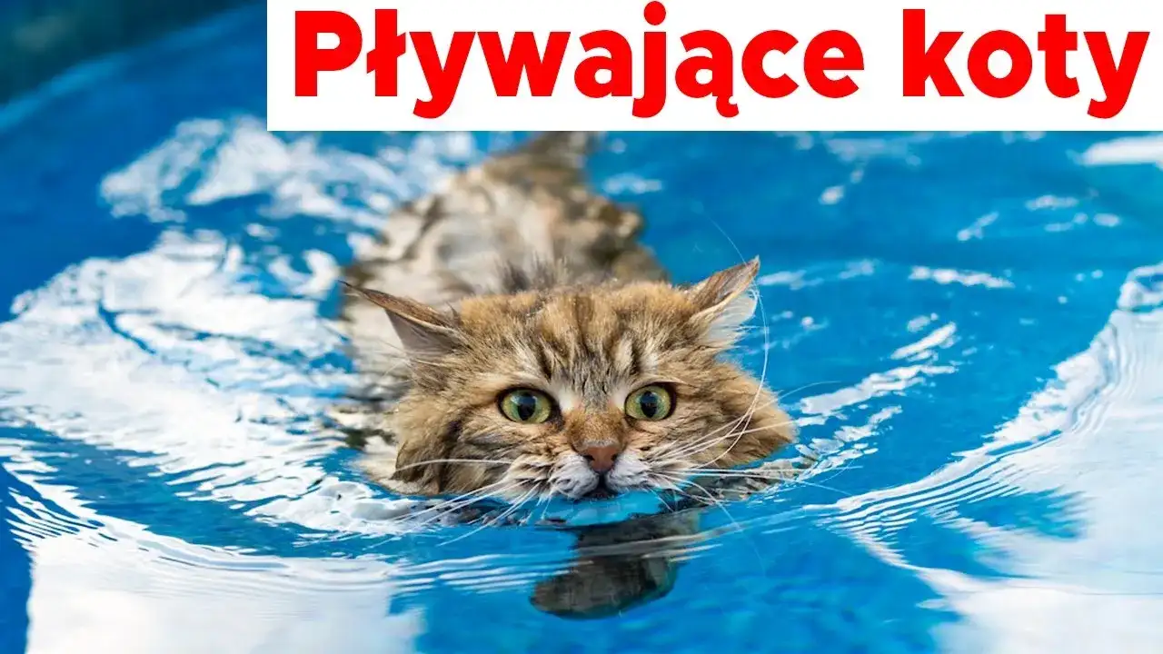 Jak nauczyć kota pływać: skuteczne metody, które zadziałają