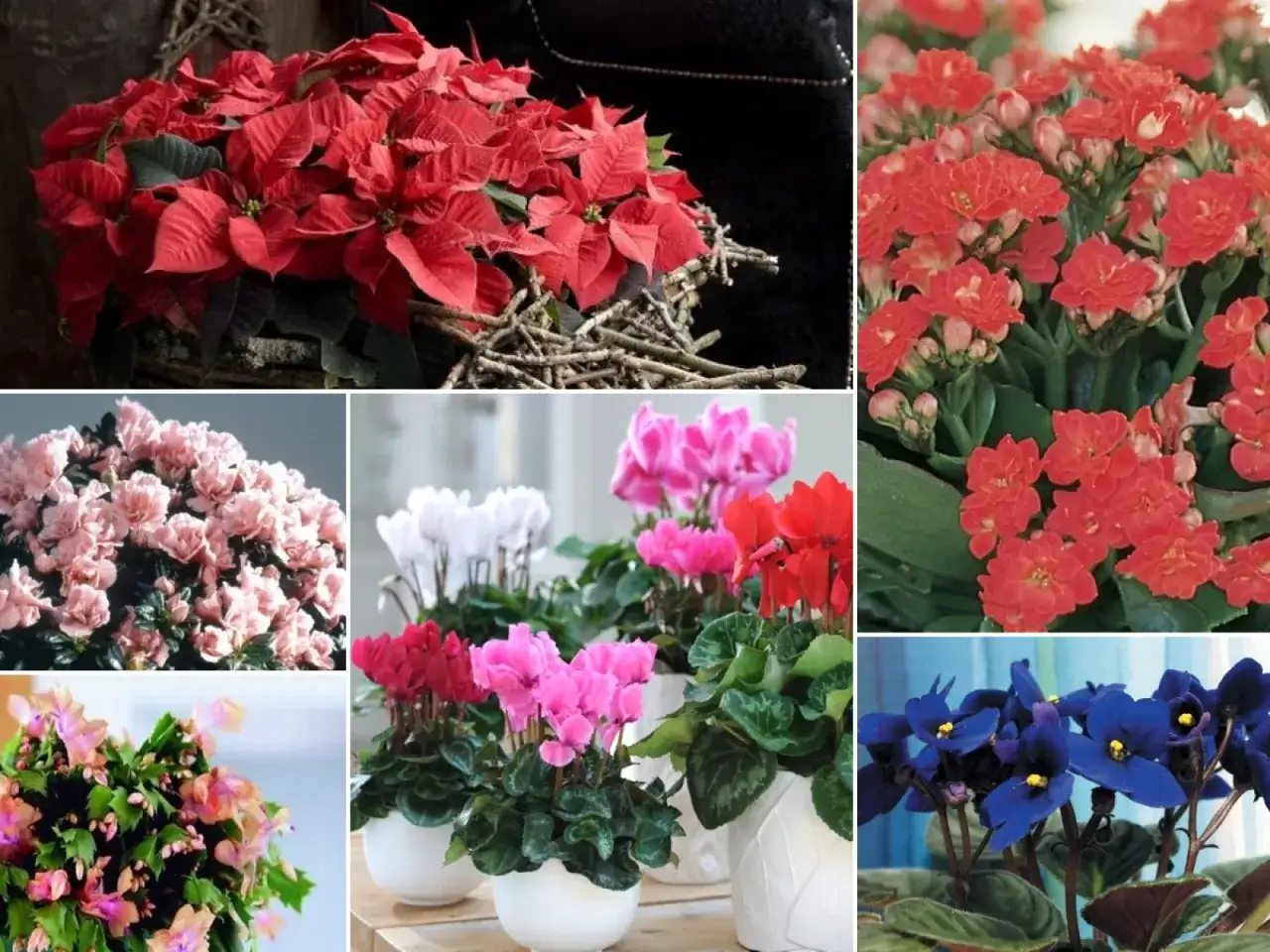 Co kwitnie w grudniu? Odkryj piękne rośliny doniczkowe na zimę