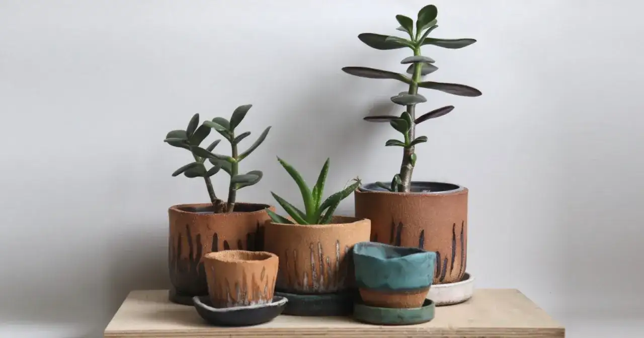 Jakie kwiaty do salonu: rośliny, które ożywią Twoje wnętrze