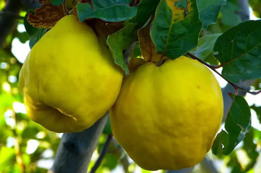 Jak przygotować pigwę do herbaty, aby wzbogacić smak i zdrowie