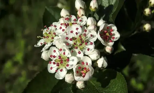 Jak kwitnie aronia? Poznaj piękne kwiaty i ich cykl rozwoju