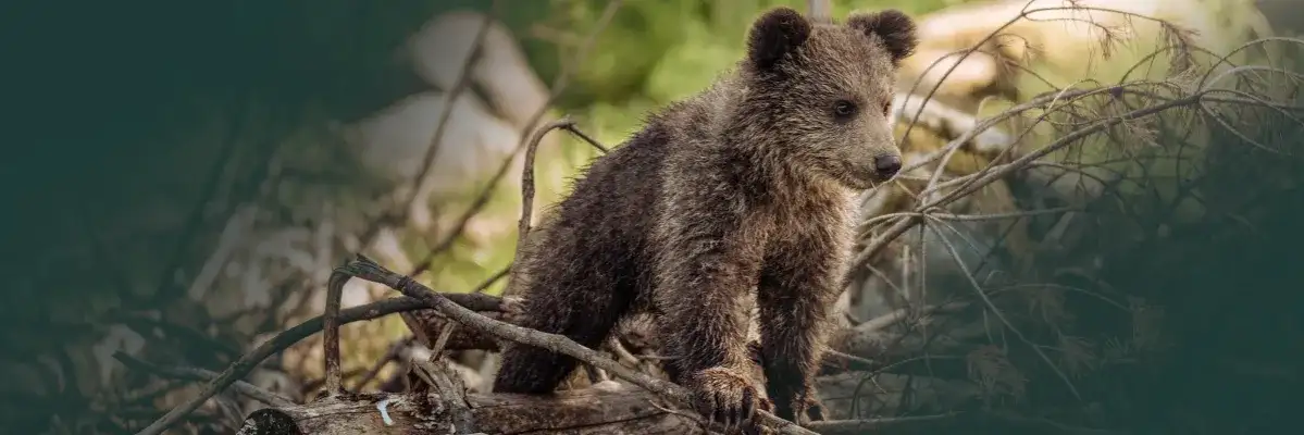 Mały niedźwiedź: symbolika zwierzęcia i jej obecność w sztuce