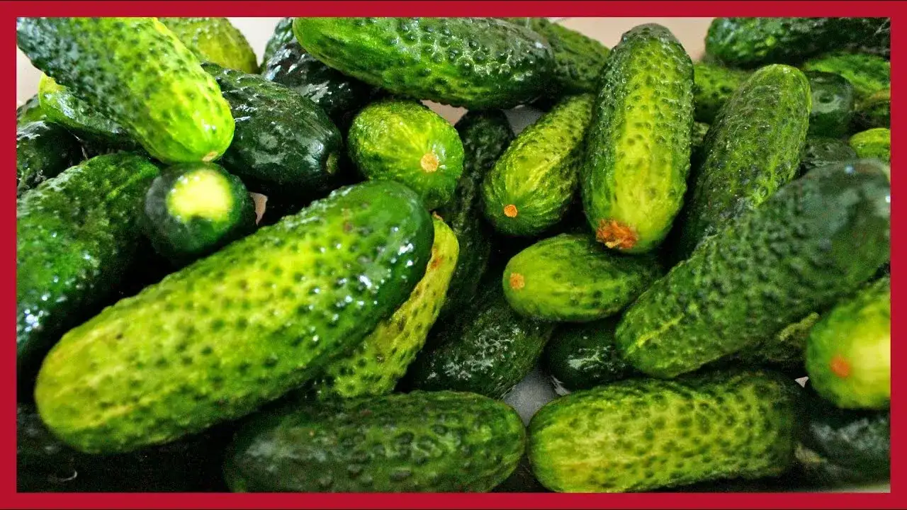 Jak się kisi ogórki małosolne – proste metody na idealne smaki