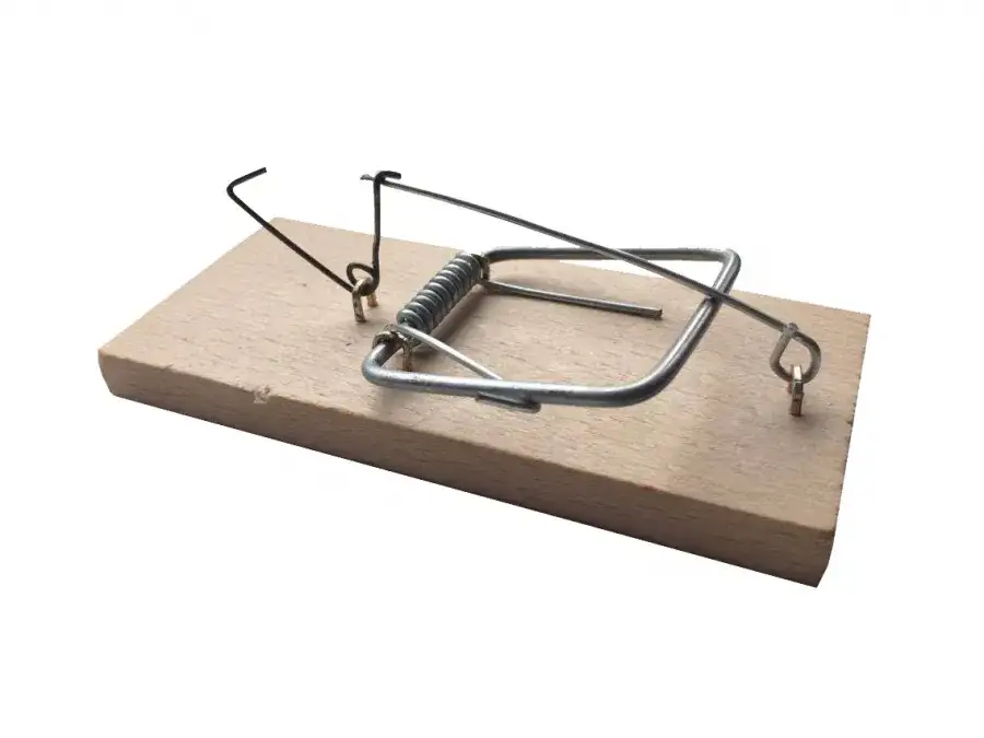 Jak założyć przynętę na łapkę na myszy, by skutecznie je złapać