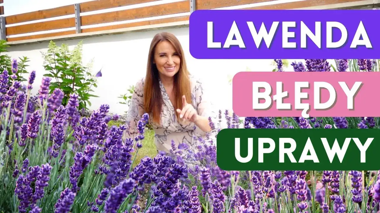 Siew lawendy do gruntu: Uniknij błędów, ciesz się zapachem!