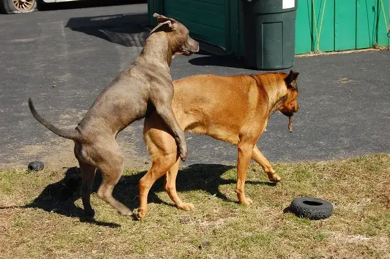 Kiedy psy się ruchają - poznaj zachowania i cykl godowy zwierząt domowych