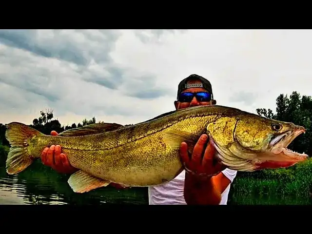 Rekord sandacza w Polsce: zaskakujące fakty o największym okazie