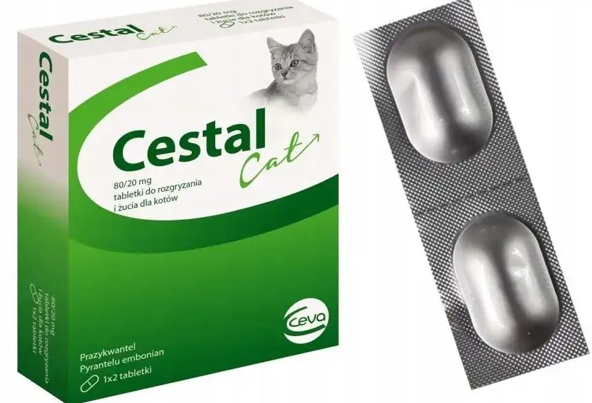 Jak skutecznie odrobaczyć kota - najlepsze metody i preparaty