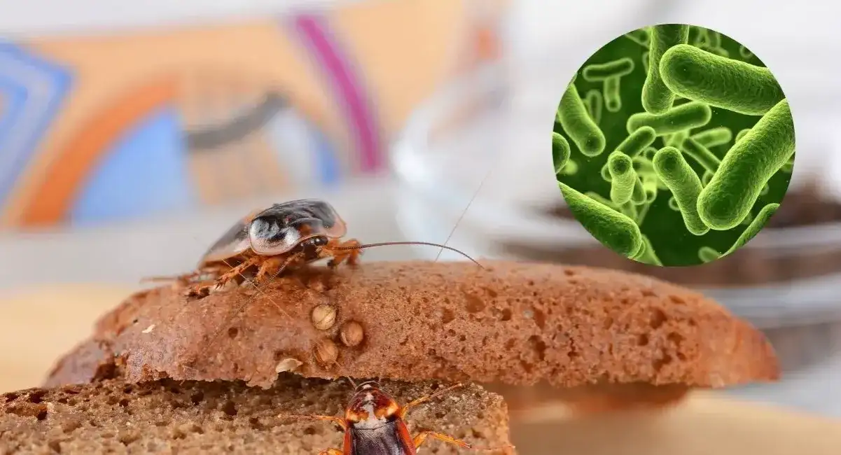 Skuteczne sposoby na pozbycie się prusaków w bloku i ich zapobieganie