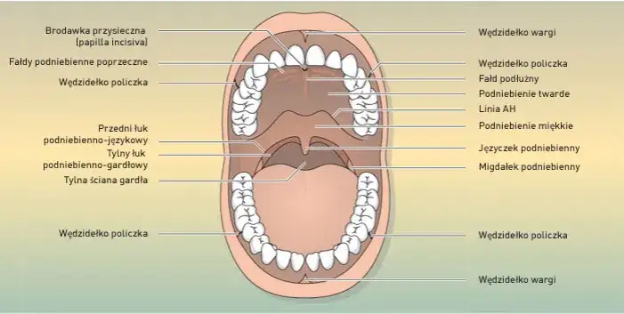 Twoja śluzówka jamy ustnej: Gdzie się znajduje i co mówi o zdrowiu?