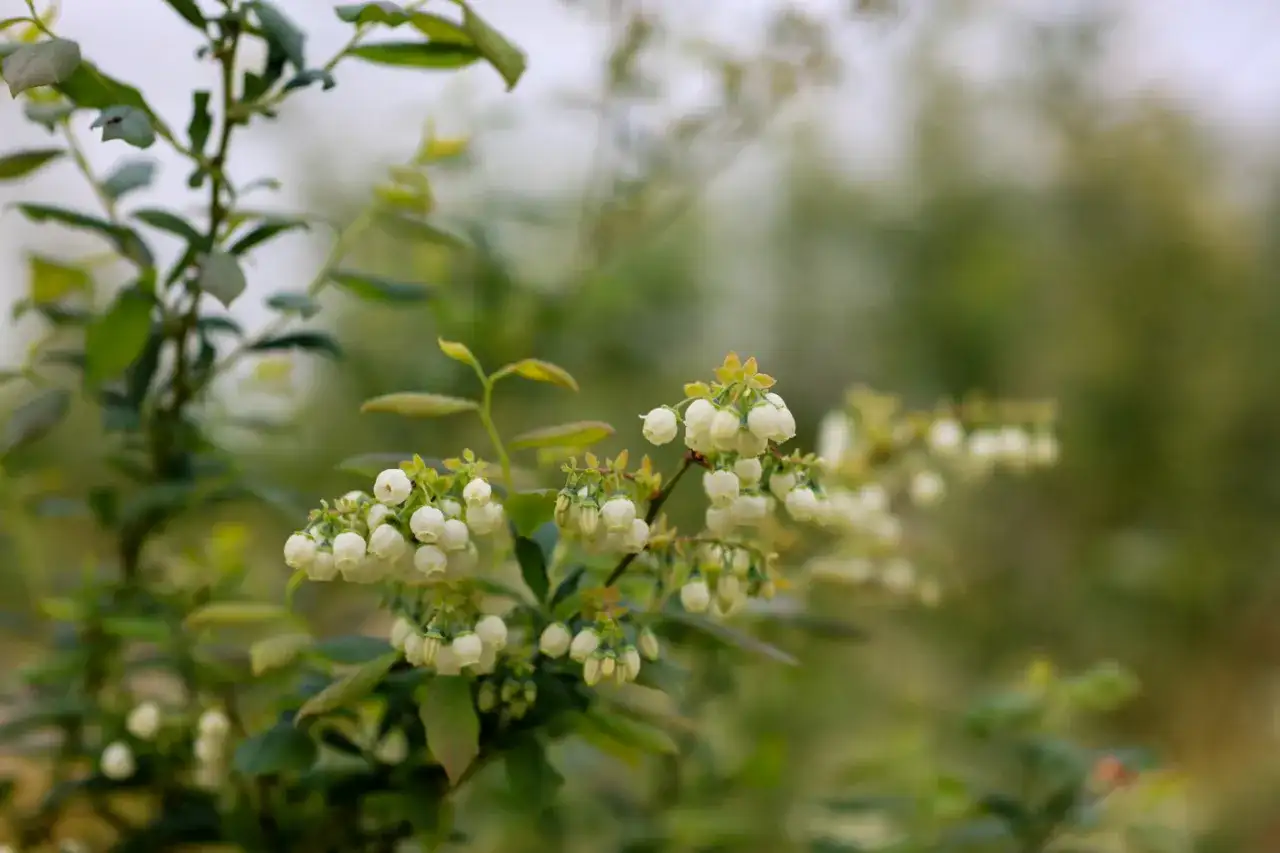 Kiedy kwitnie borówka? Poznaj kluczowe daty i tajemnice rozkwitu