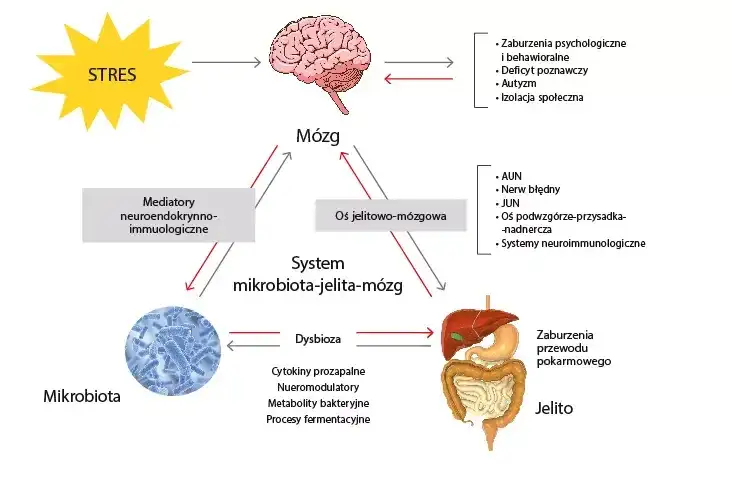 Mikrobiom jelitowy: Klucz do zdrowia układu pokarmowego człowieka?