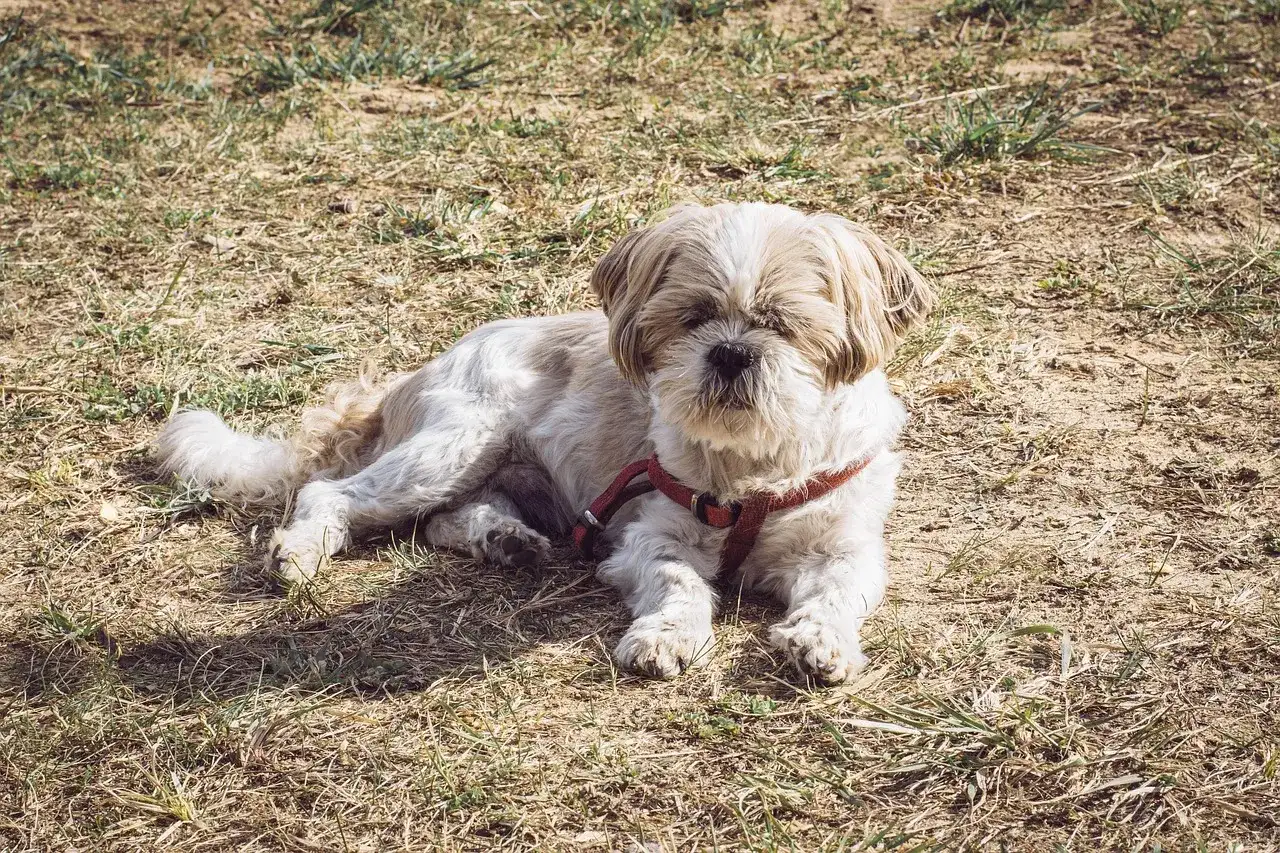Bezpieczna dawka hydroksyzyny dla psa? Rola weterynarza!