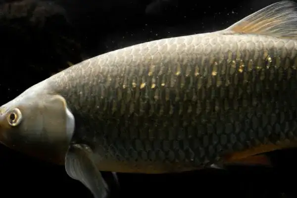 Czym karmić amury w stawie, aby uniknąć problemów z ich zdrowiem?