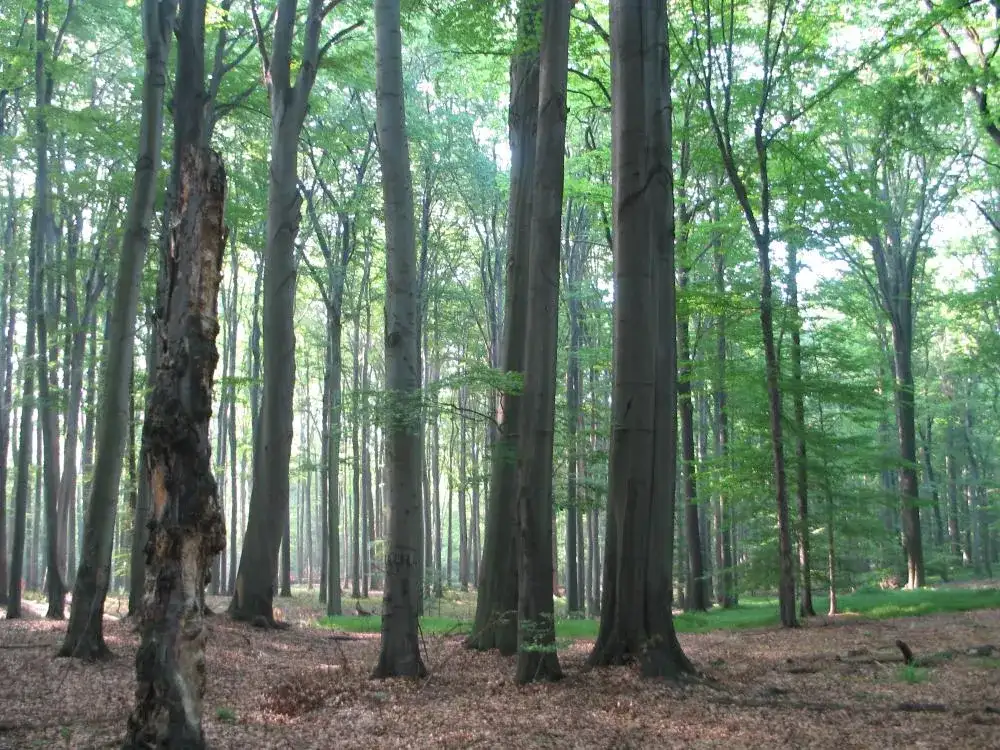 Rezerwat przyrody Las Murckowski: Odkryj jego unikalne piękno i historię