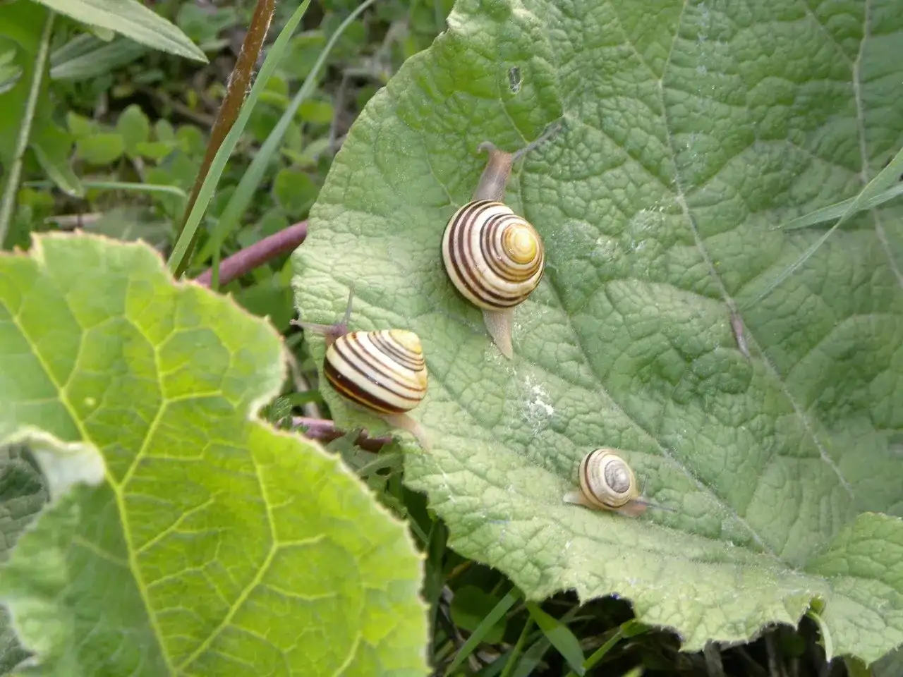 Ślimaki w ogrodzie? Poznaj skuteczne metody i odzyskaj kontrolę!