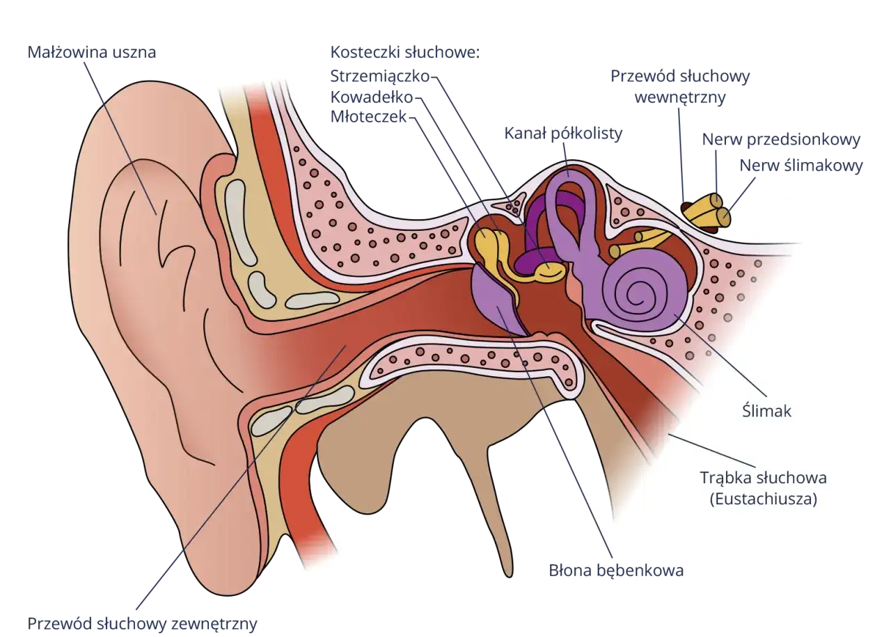 Jak słyszymy? Fascynujący proces przetwarzania dźwięków w mózgu