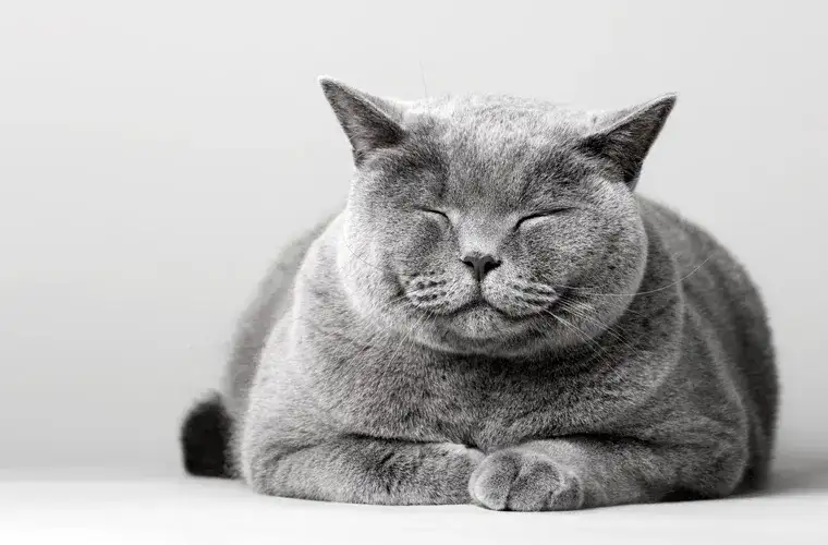 Koci wiek kalkulator - Oblicz ile to wiek dla twojego kota