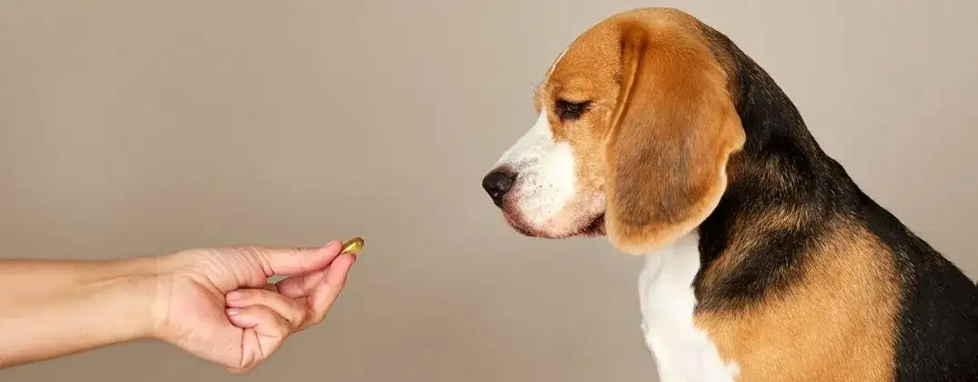 Witaminy dla psa: Kiedy są niezbędne, a kiedy szkodzą?