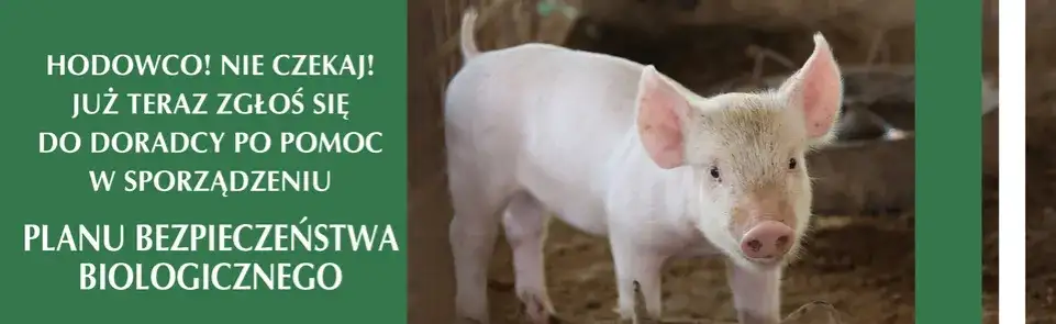 Plan bezpieczeństwa biologicznego: Ochrona hodowli świń krok po kroku
