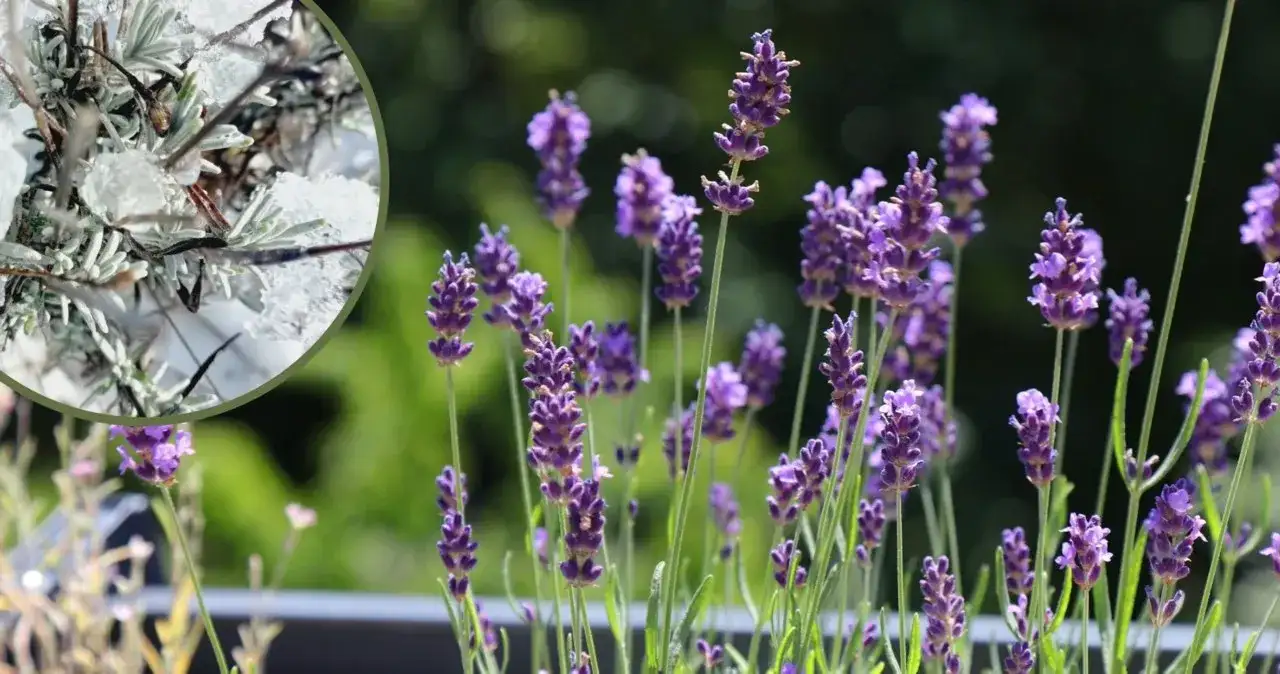 Jak przezimować lawendę w donicy, aby uniknąć jej zniszczenia