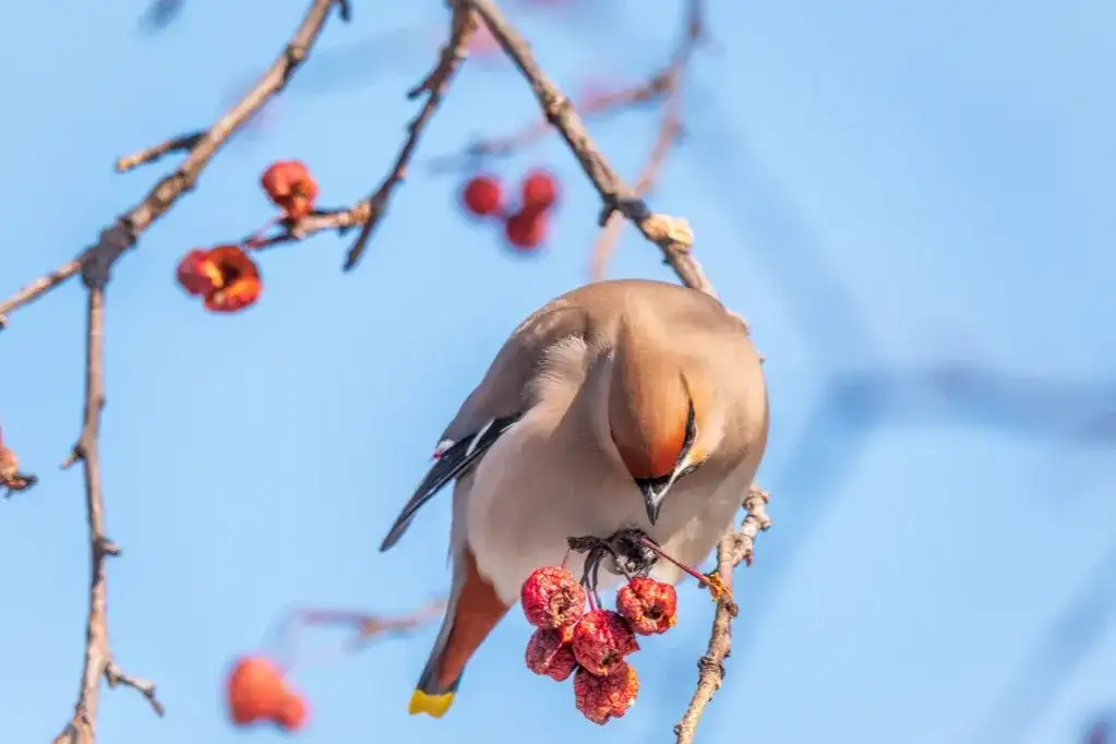 Czy jemiołuszka zimuje w Polsce: wszystko o zimowaniu tego pięknego ptaka