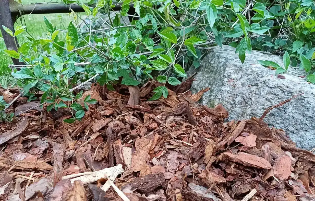Mulcz dekoracyjny: Co to jest? Piękny ogród bez chwastów!