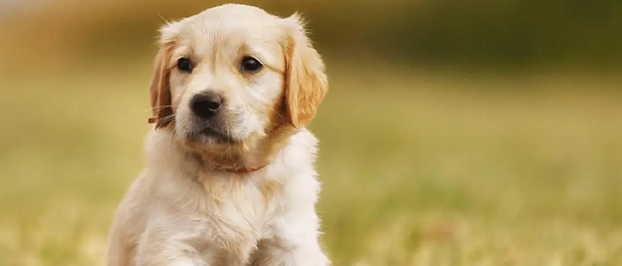 Czy pies może jeść kalarepę? Dowiedz się, co musisz wiedzieć