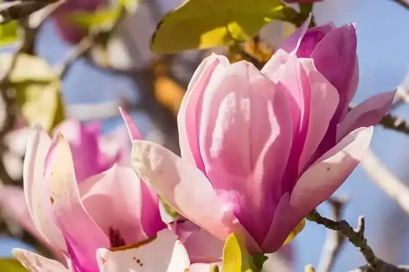 Sadzenie magnolii: Uniknij błędów i ciesz się kwiatami!