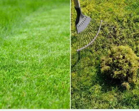 Skuteczne sposoby na pozbycie się mchu z ogrodu – praktyczne porady i triki