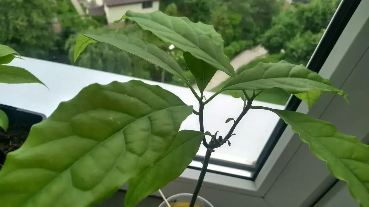 Jak przycinać awokado, aby uniknąć błędów i wspierać wzrost