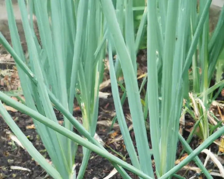 Kiedy sadzić pory do gruntu? Najlepszy termin i wskazówki
