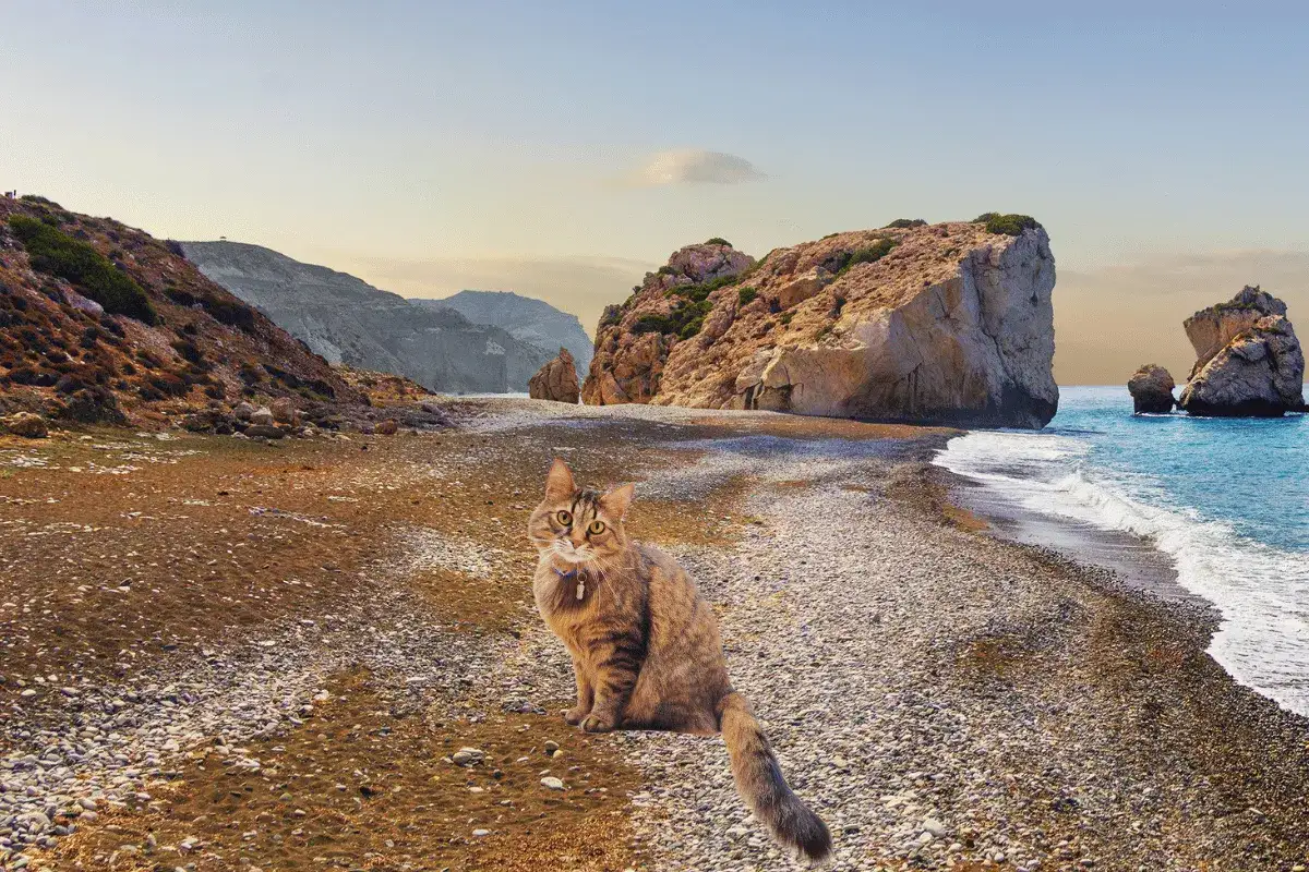 Jak wygląda kot afrodyty? Cechy, które Cię zaskoczą