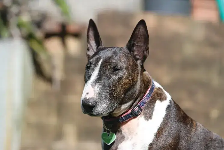 Bulterier - prawdziwe opinie o rasie, która zaskoczy każdego właściciela