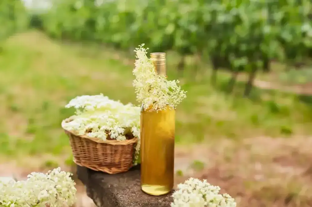 Nalewka z czarnego bzu na co pomaga – poznaj jej niezwykłe właściwości