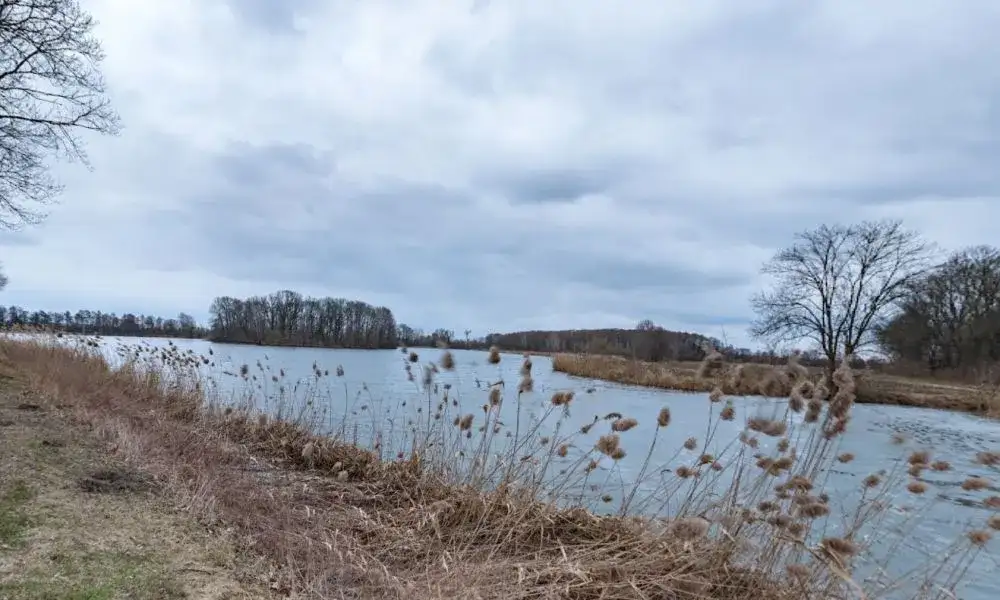 Rezerwat przyrody Stawy Raszyńskie: Odkryj jego unikalne bogactwo natury