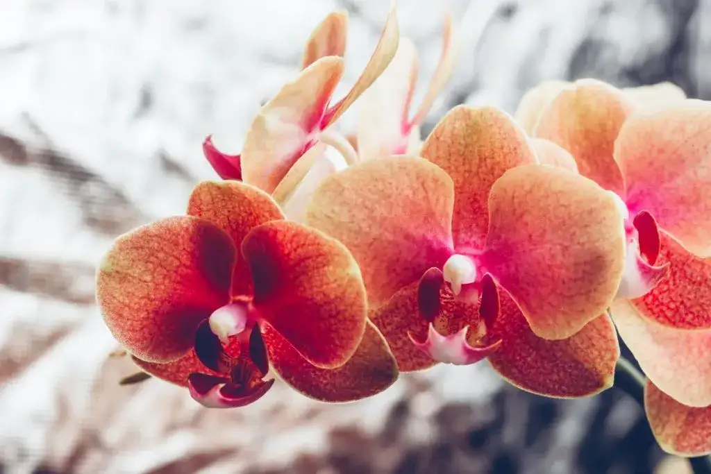 Jak długo kwitnie storczyk? Poznaj sekrety długiego kwitnienia