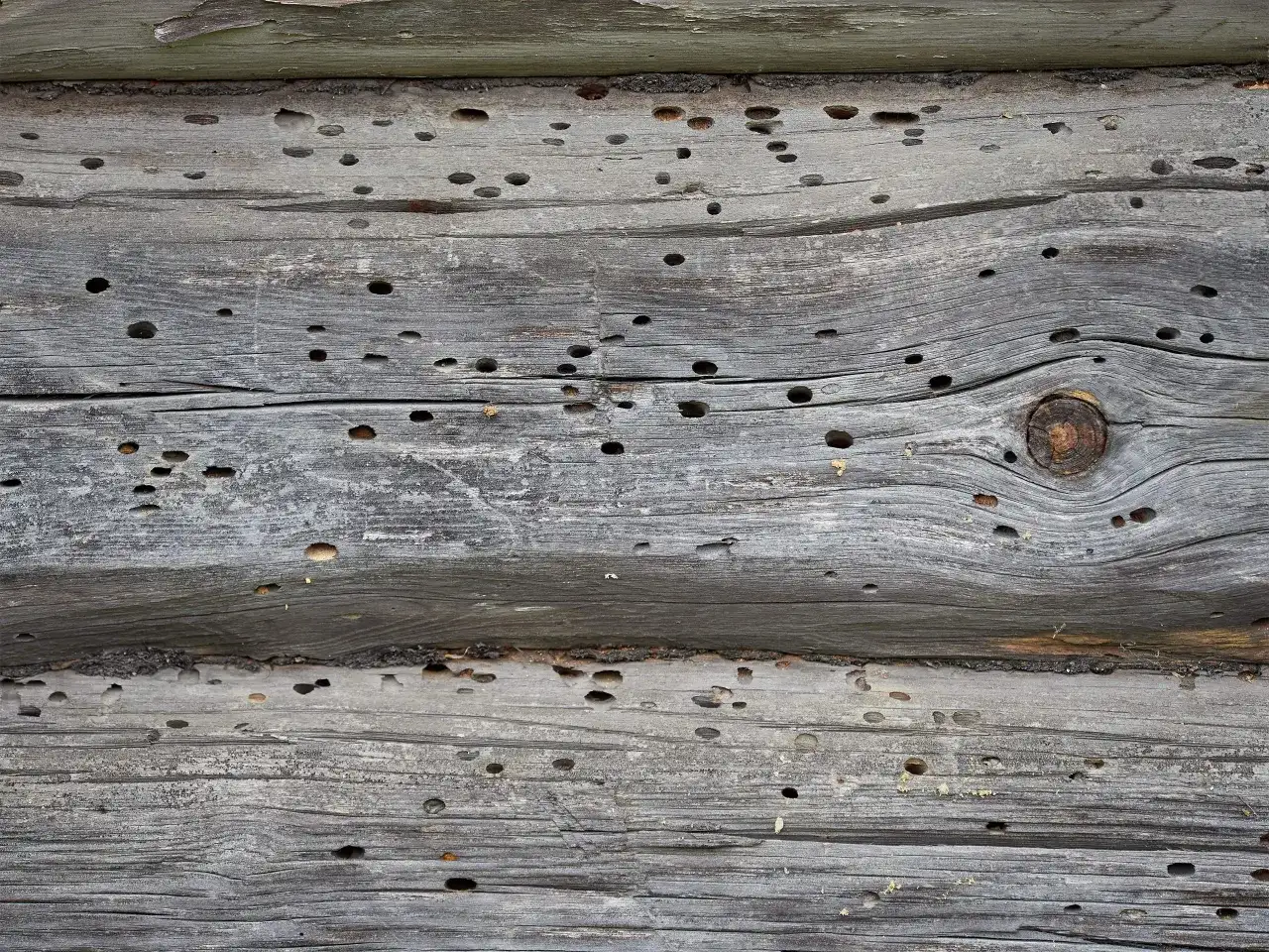 Korniki w meblach? Jak skutecznie pozbyć się szkodników drewna!