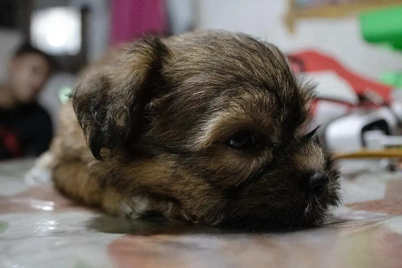 Urosept czy Furagina dla psa? Różnice i dlaczego weterynarz jest kluczowy