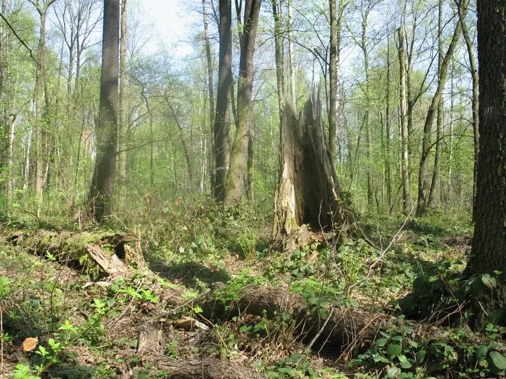 Rezerwat przyrody Ochojec - unikalne rośliny i atrakcje dla turystów