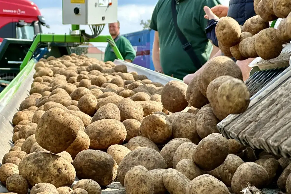 Przewóz ziemniaków do Niemiec: Czy to legalne? Uniknij kary!