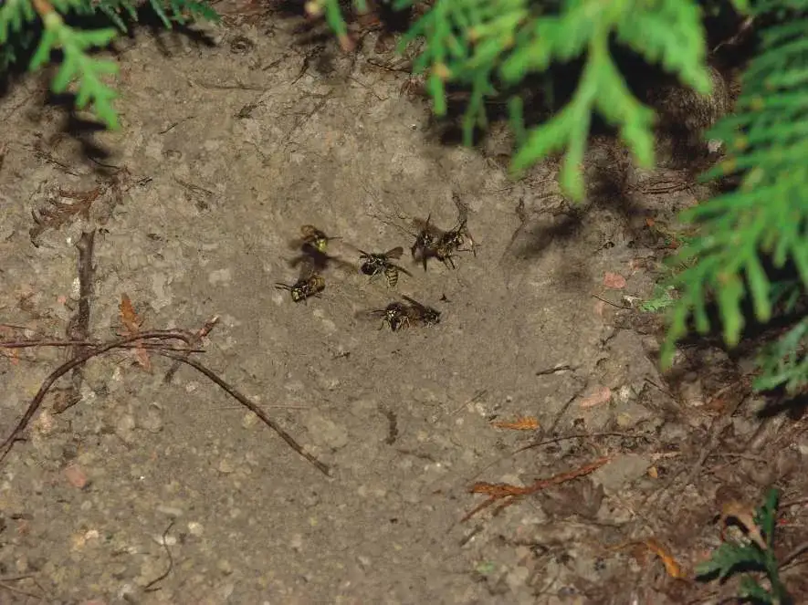 Gdzie zimują osy: Poznaj wszystkie tajemnice zimowania tych owadów