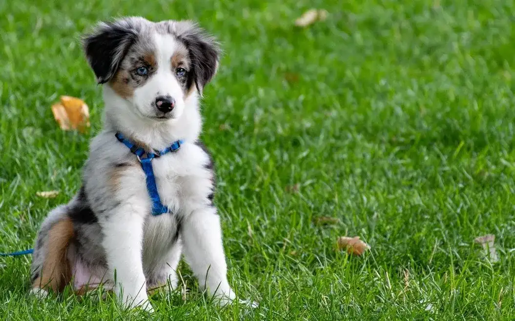 Co podać psu na biegunkę: najlepsze rozwiązania i porady dla właścicieli