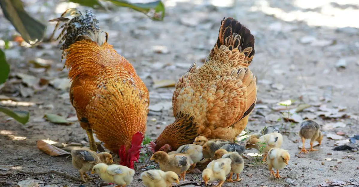 W jakim wieku kura znosi pierwsze jajka? Sprawdź kiedy następuje pierwszy znios