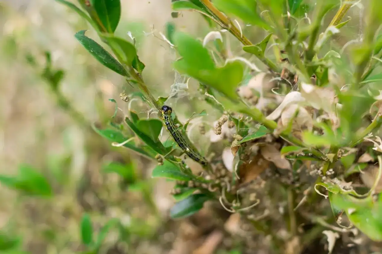 Gąsienica ćmy bukszpanowej żeruje na liściach. Czy bukszpan odrośnie po ćmie bukszpanowej?
