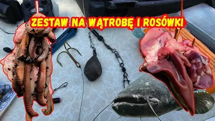 Najlepszy zestaw na suma z gruntu: sprzęt i techniki łowienia