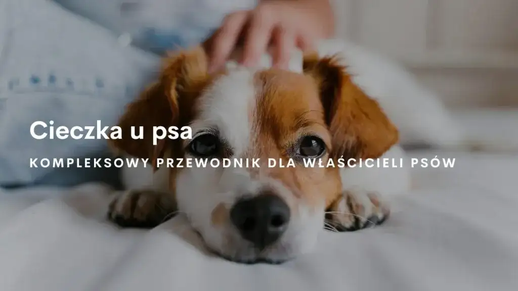 Ile dni pies ma cieczkę - przebieg cieczki i objawy. Jak się zachować?